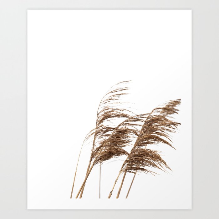 Pampas Grass 2 Art Print
