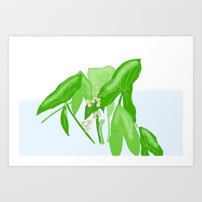 Sagittaria latifolia Art Print