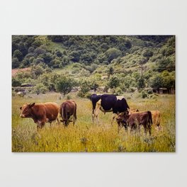 Vintage cottagecore cow pasture in the mountains Canvas Print