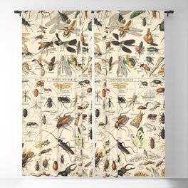 Insect Vintage Science Chart Blackout Curtain