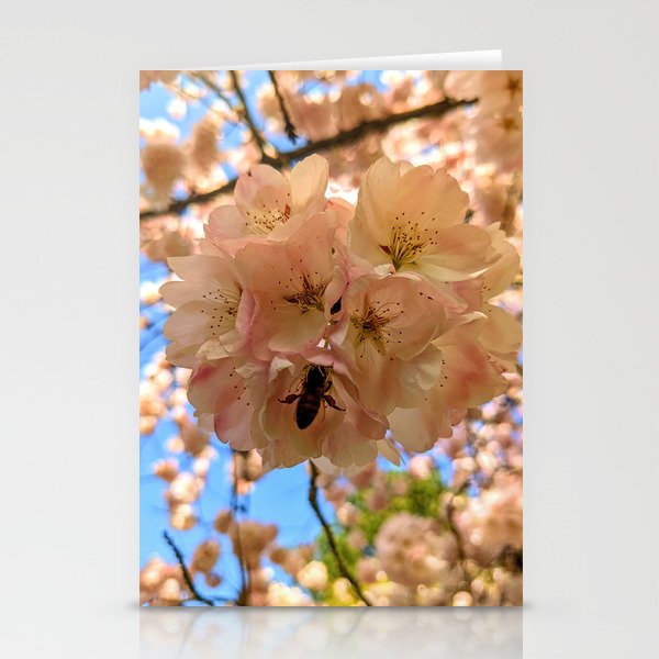 Bee in Cherry Blossom Stationery Cards