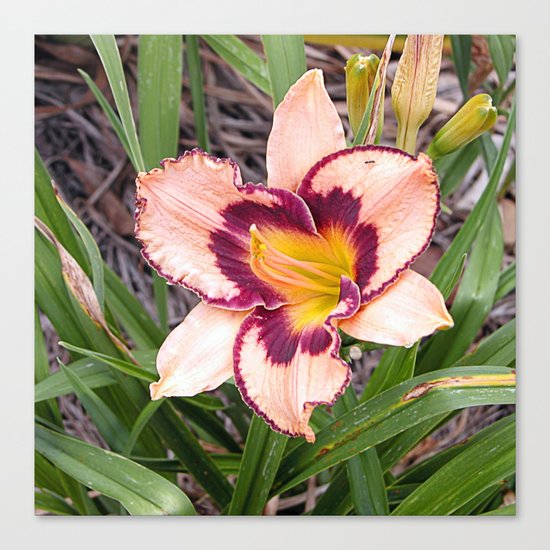 Pink daylily growing in Queensland Canvas Print