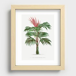 Vintage Palm Tree | Red Leaf Palm | Kentia macrocarpa | Les Palmiers Histoire Iconographique (1878)  Recessed Framed Print