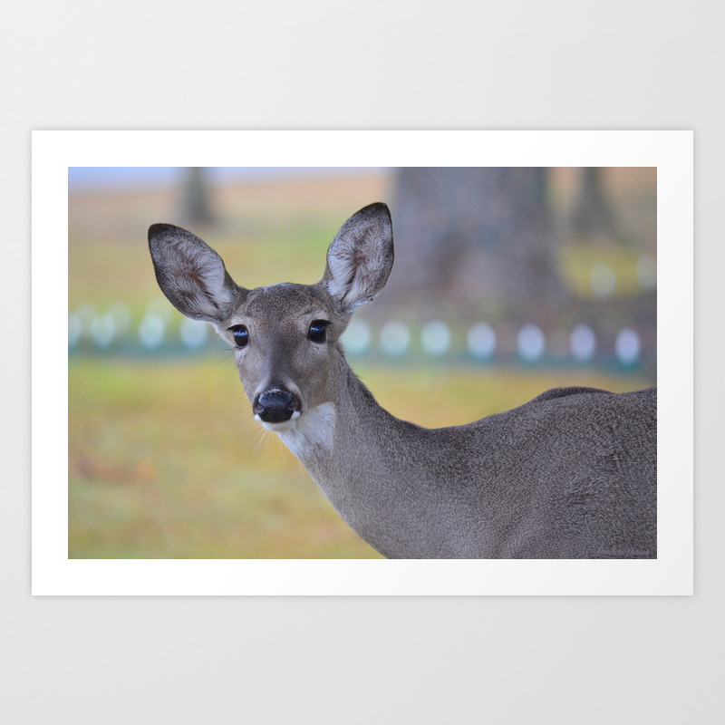 Eyes As Big As Saucers As Black As Coal Art Print By Alaskan Momma Bear Society6