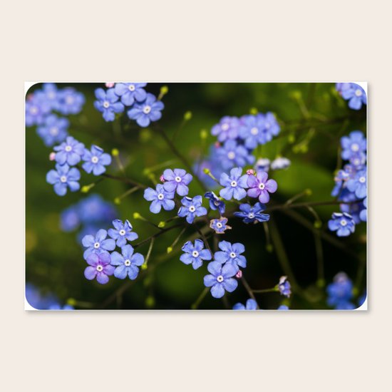 Purple flower Canvas Print