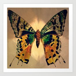 Papillon Art Print