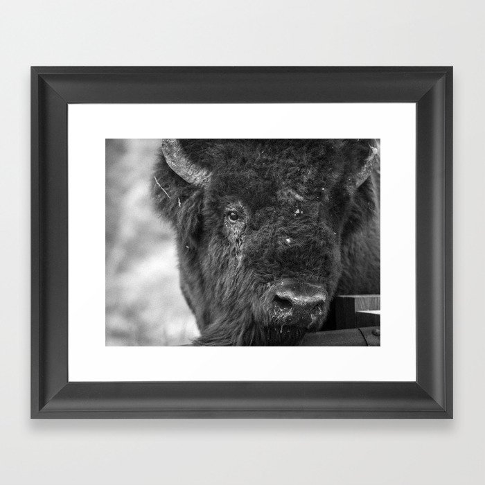 Buffalo Snot Framed Art Print