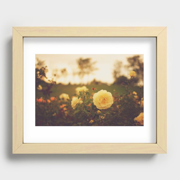 Yellow Roses Recessed Framed Print