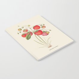 Strawberry Antique Botanical Illustration Notebook