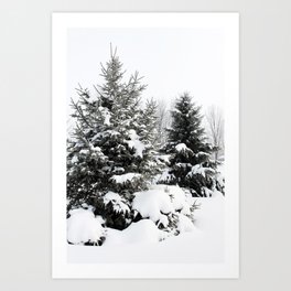 Winter Evergreens Art Print