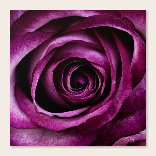 Purple Rose Canvas Print