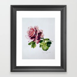 Rose Framed Art Print