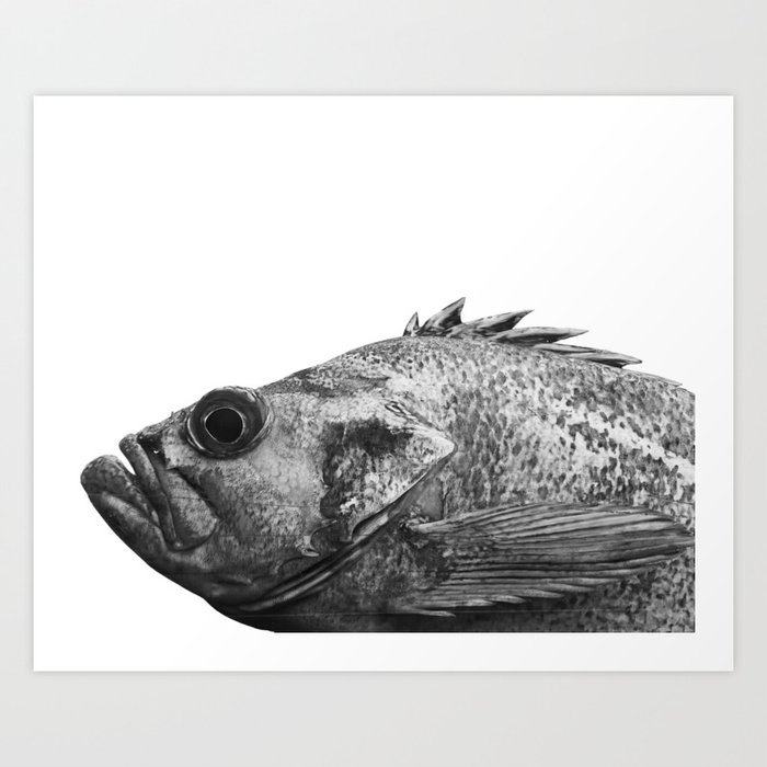B&W Portrait of a Canary Rockfish Art Print