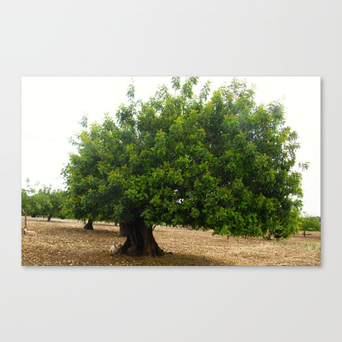 Mallorcan tree Canvas Print