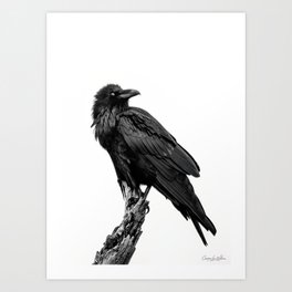 Raven Blink, Wildlife, Bird Photography, Black and White Art Print