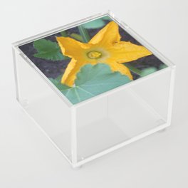 Orange-Yellow Courgette Flower Shrub Photograph Acrylic Box