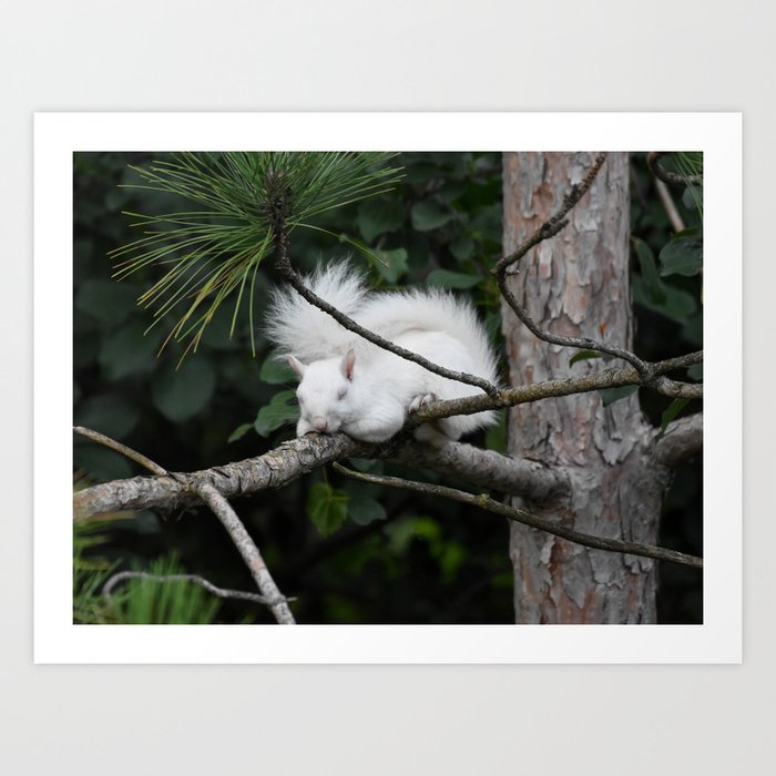Sleeping Lily the beautiful White Albino Squirrel Art Print