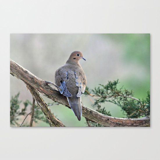 Gentle Dove Canvas Print