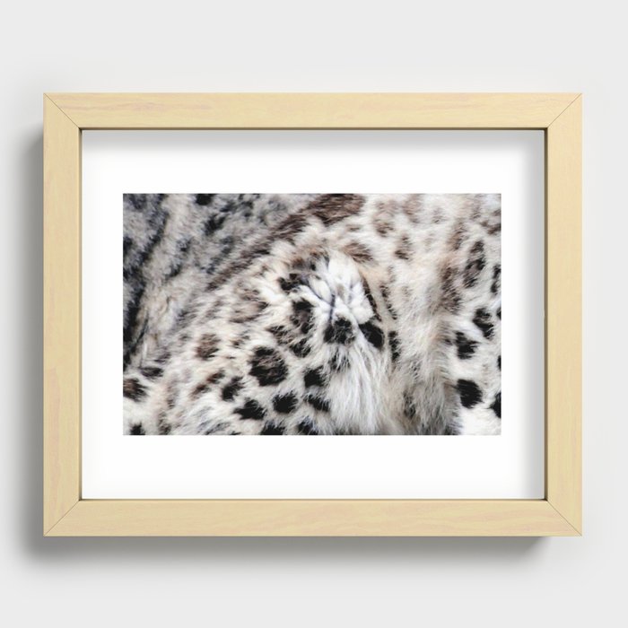 Snow Leopard Recessed Framed Print