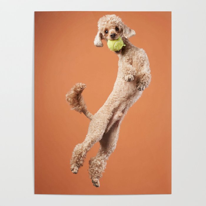 Funny Active Dog Jumping Happy Small Poster