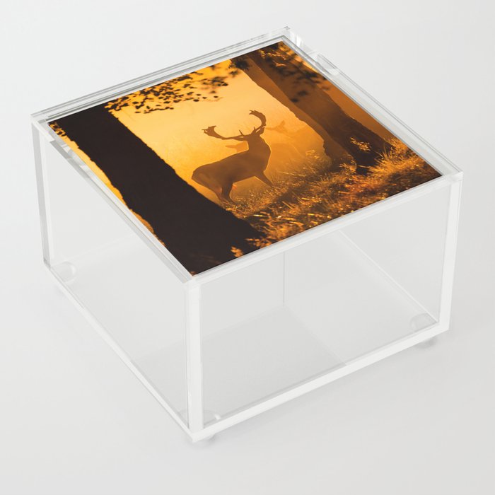 Deer in a danish forest Acrylic Box