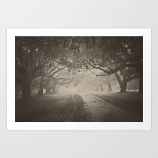 Avenue of Oaks Art Print