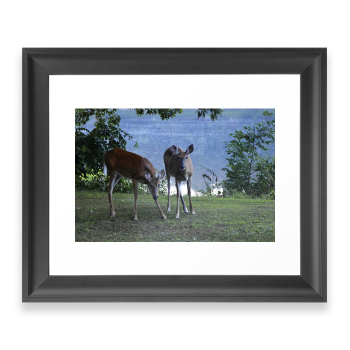 Grazing Deer Framed Art Print by debracortesedesigns