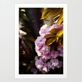 Blossom | Spring is here | Colorful photography print | Art Print