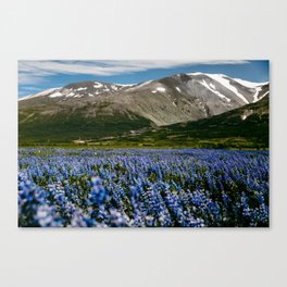 Iceland lupine landscape / mountain view with flowers / fine art travel Canvas Print