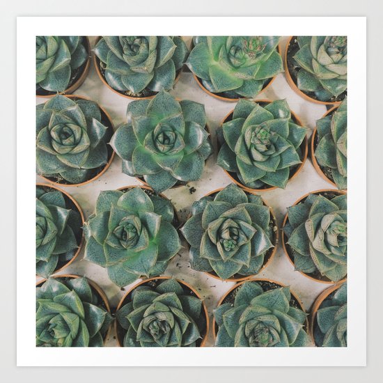Succulent Collection Art Print
