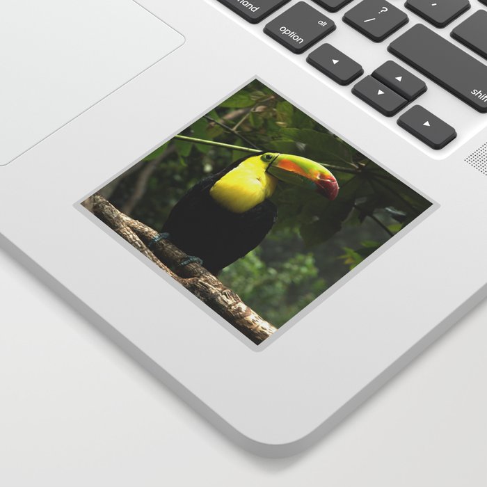 Mexico Photography - Beautiful Toucan On A Branch Sticker