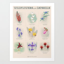 Wildflowers Of The Catskills Art Print