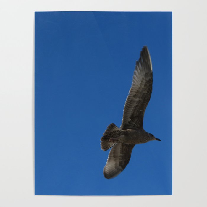 Flying Hawk Poster