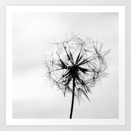 Dandelion Flower Blossom - Photography black & white Art Print