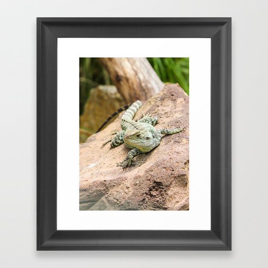 Lizard's Rest Framed Art Print