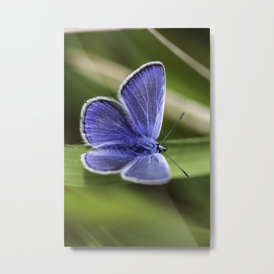Beautiful Blue Metal Print