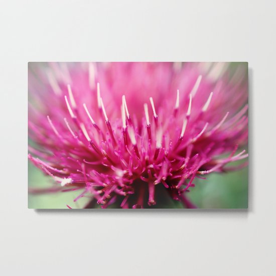 Frosted Tips Metal Print