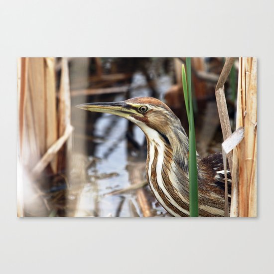 American Bittern - Take Two Canvas Print