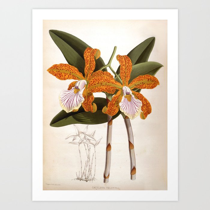 Cattleya Velutina Vintage Lindenia Orchid Art Print By Designsbyjoy Society6