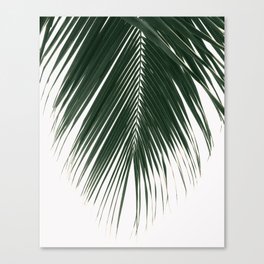 Palm leaf Canvas Print