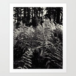 ferns in black and white Art Print