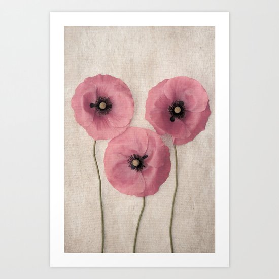 Three Pink Poppies Art Print