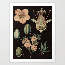 Botanical Almond Art Print