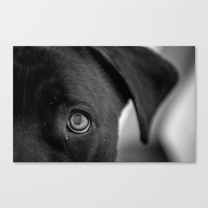 Eye of the Dog Canvas Print