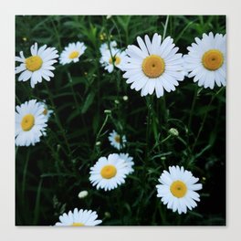 White Flowers Canvas Print
