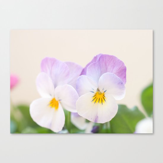 Spring Love #1 - Soft violet-white Pansies #decor #art #society6 Canvas Print