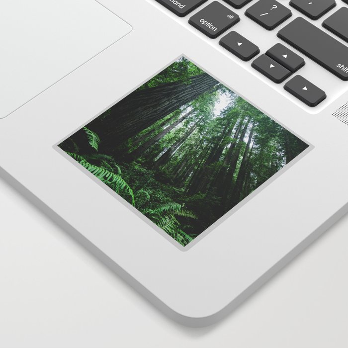 Redwood National Park- Pacific Northwest Nature Photography Sticker