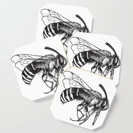 Anthophora Affabilis - Native Bee Coaster