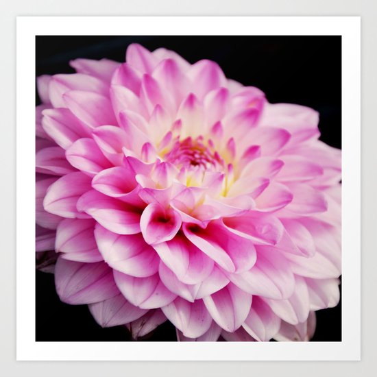 Close up pink dahlia Art Print