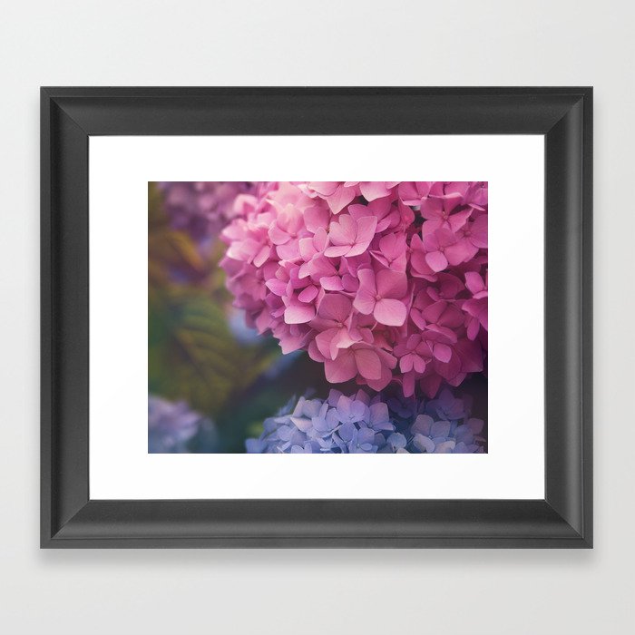 Boston Hydrangea Framed Art Print By Amberk Society6 Boston Hydrangea Framed Art Print